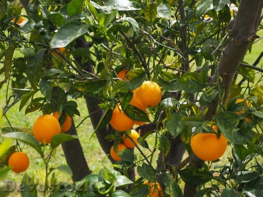 Devostock Oranges Fruits Orange Tree 6