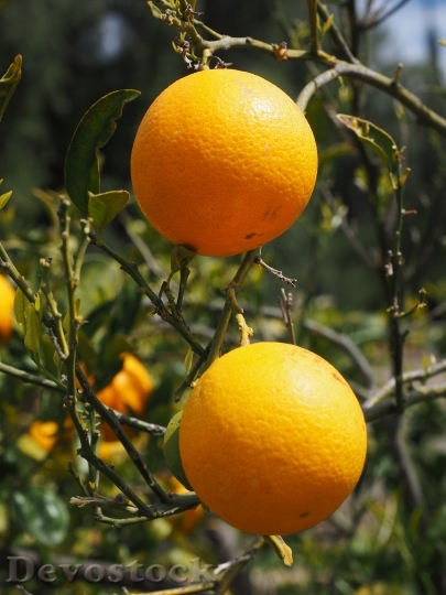 Devostock Oranges Fruits Orange Tree 7
