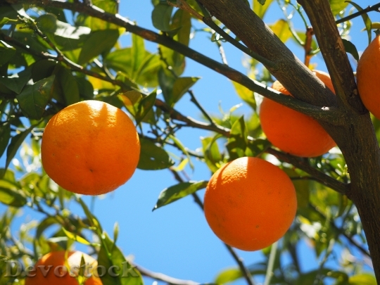 Devostock Oranges Fruits Orange Tree 9