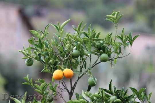 Devostock Oranges Orange Tree Citrus