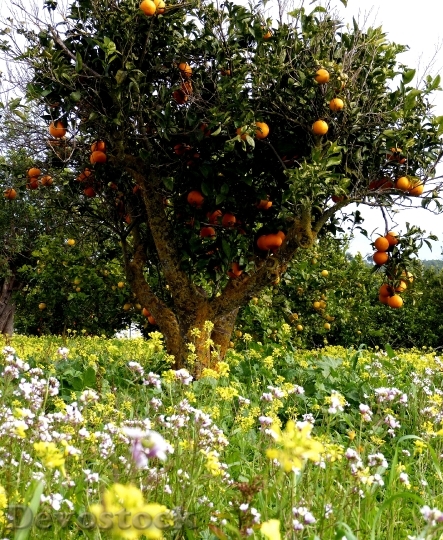 Devostock Oranges Orange Tree Flowers