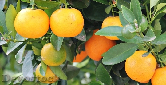 Devostock Oranges Orange Tree Market