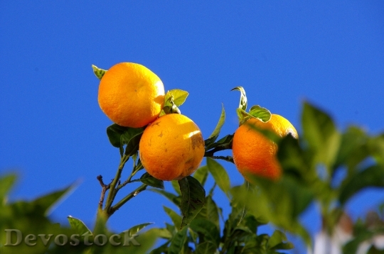 Devostock Oranges Tree Nature Orange