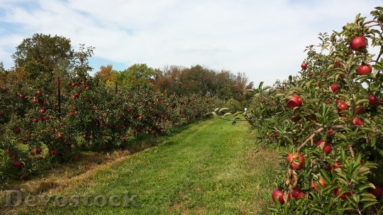 Devostock Orchard Apple Agriculture Fruit