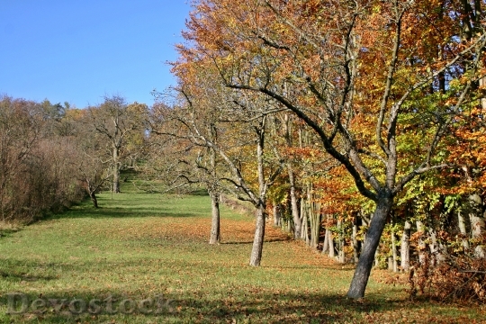Devostock Orchard Apple Trees Autumn