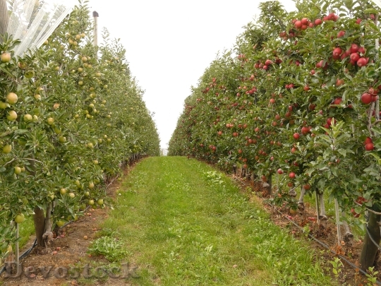 Devostock Orchard Fruit 61007
