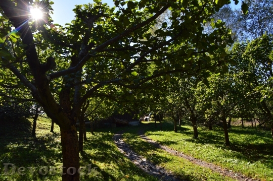 Devostock Orchard Fruit Apple Tree