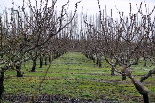 Devostock Orchard Grapes Agriculture Fruit