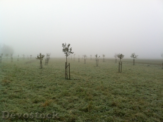 Devostock Orchard November Fog Plant 0