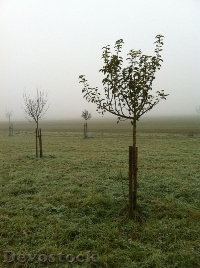 Devostock Orchard November Fog Plant