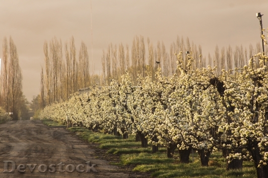 Devostock Orchard Pear Trees Blossoms