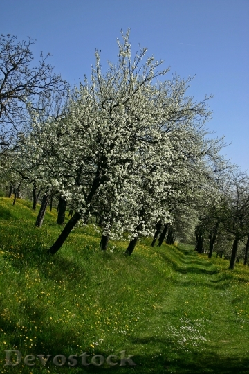 Devostock Orchard Tree Blossom Bloom