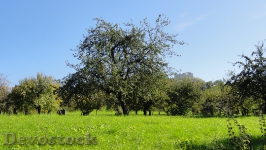 Devostock Orchard Tree Fruit Tree 0