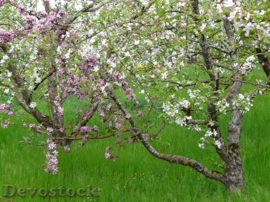 Devostock Orchard Tree Fruit Tree