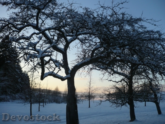 Devostock Orchard Winter Snow Fruit