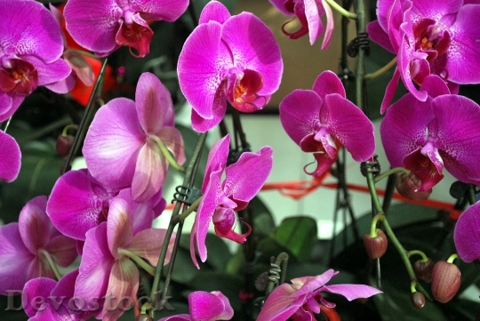 Devostock Orchid Orchids Purple Family