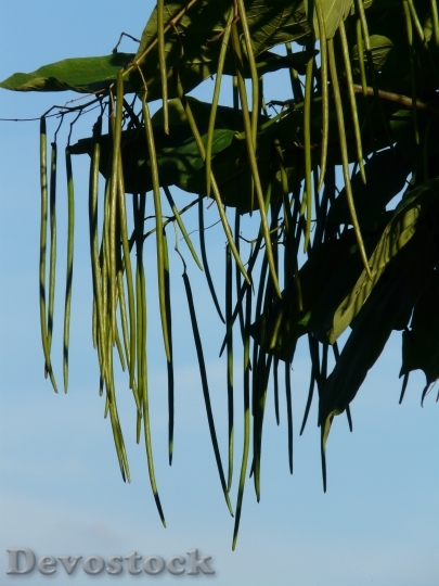 Devostock Ordinary Catalpa Fruits Tree