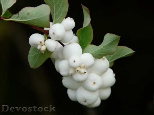 Devostock Ordinary Schneebeere Bush Berries