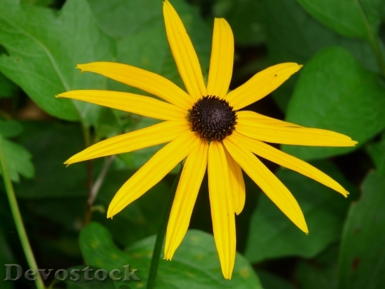 Devostock Ordinary Sonnenhut Flower Blossom 2