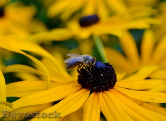 Devostock Ordinary Sonnenhut Honey Bee