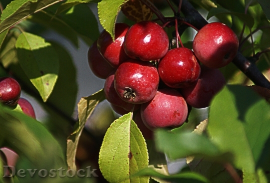 Devostock Ornamental Apple Small Apples