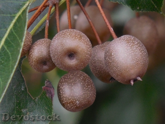 Devostock Ornamental Pear Fruit Sweet