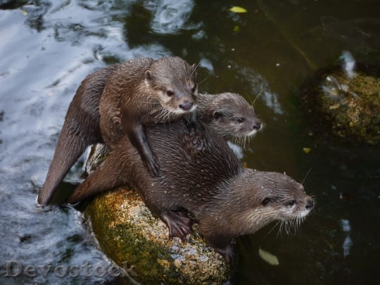 Devostock Otter Mammal Clawed Otter