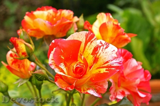 Devostock Painter Rose Bicolor Rose