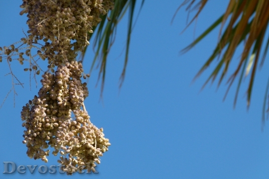 Devostock Palm Dates Fruit Withered