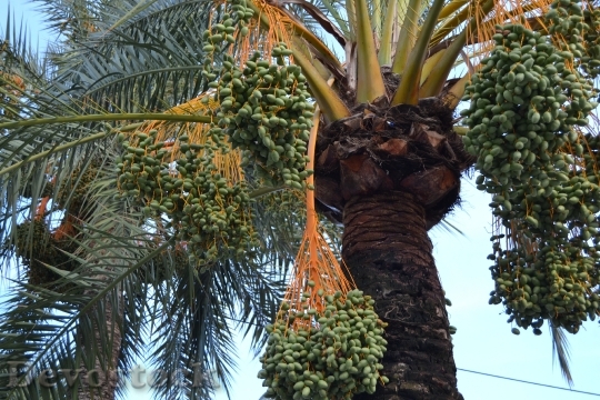Devostock Palm Fruits Plant Dates
