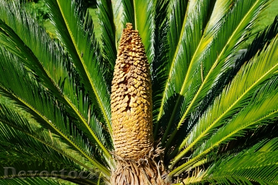 Devostock Palm Green Plant Botanical 0