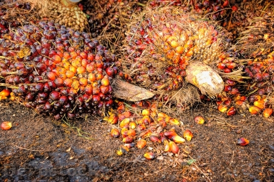 Devostock Palm Oil Fruit Background 0