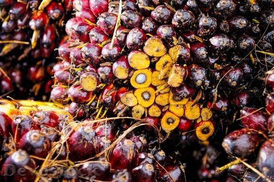 Devostock Palm Oil Fruit Background 1