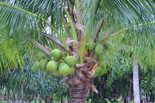 Devostock Palm Palm Trees Palm