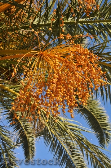 Devostock Palm Tree Dates Tropical