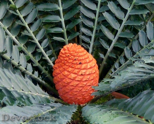 Devostock Palm Tree Fruit Nature