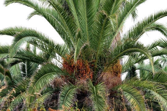 Devostock Palma Dates Date Palm