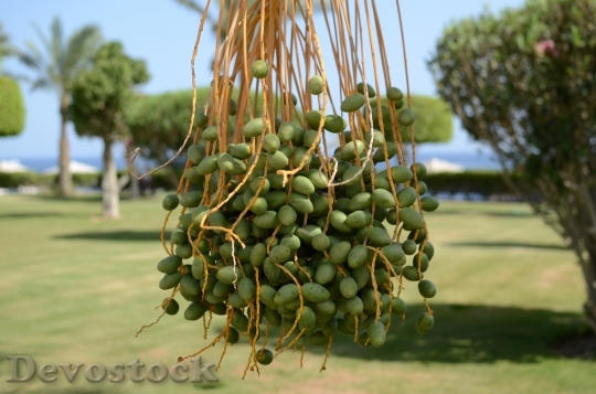 Devostock Palma Green Garden Fruit 1