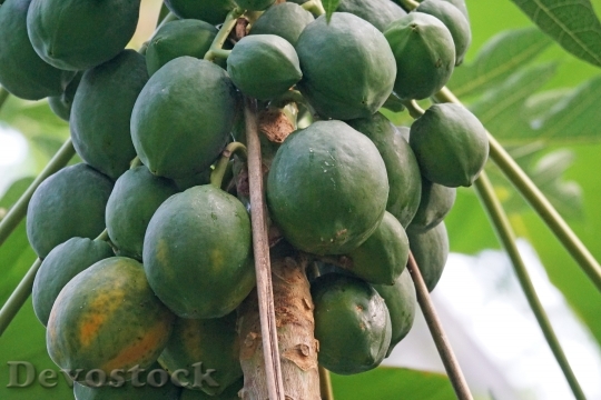 Devostock Papaya Fruits Exotic Melon