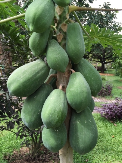 Devostock Papaya Tropical Fruit Penang