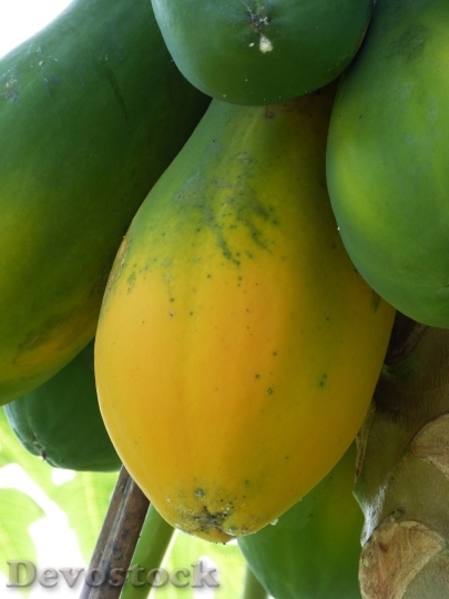 Devostock Papaya Tropical South America