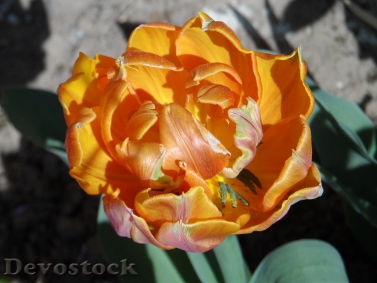 Devostock Parrot Tulip Tulip Filled