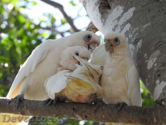 Devostock Parrots Family Mum Wildlife