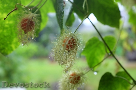 Devostock Passiflora Foetida Linn Thai