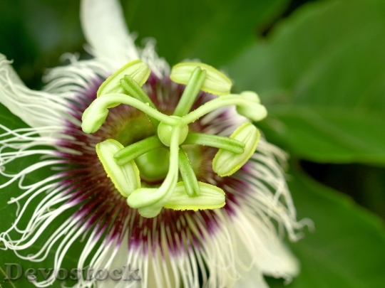 Devostock Passion Flower Fruit Tropical 11