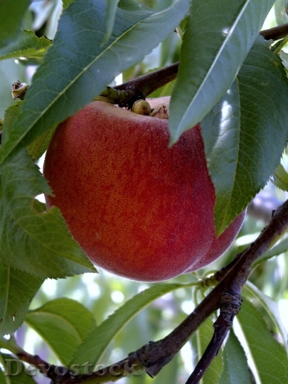 Devostock Peach Foliage Fetus Red