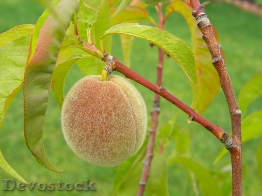 Devostock Peach Fruit Home Grown