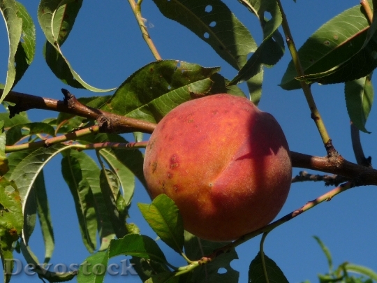 Devostock Peach Fruit Peach Tree