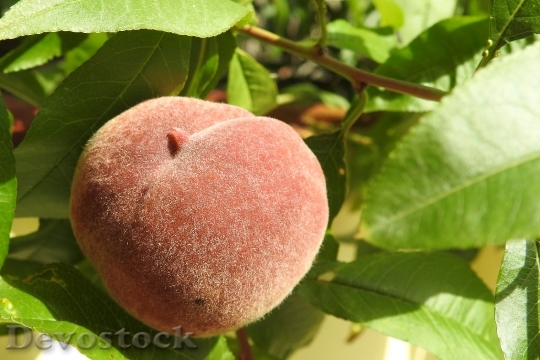 Devostock Peach Peach Tree Fruit 0
