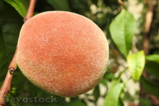 Devostock Peach Peach Tree Fruit